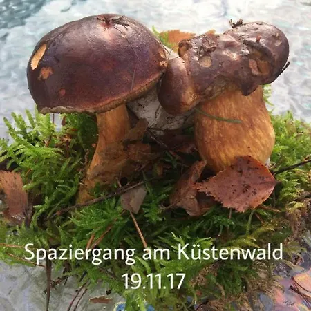 Mit Terrasse - Insel Usedom Casa vacanze Trassenheide