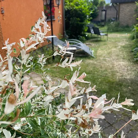 Hébergement de vacances Mit Terrasse - Insel Usedom Trassenheide
