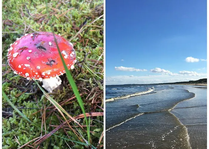 Сasa de vacaciones Mit Terrasse - Insel Usedom Trassenheide