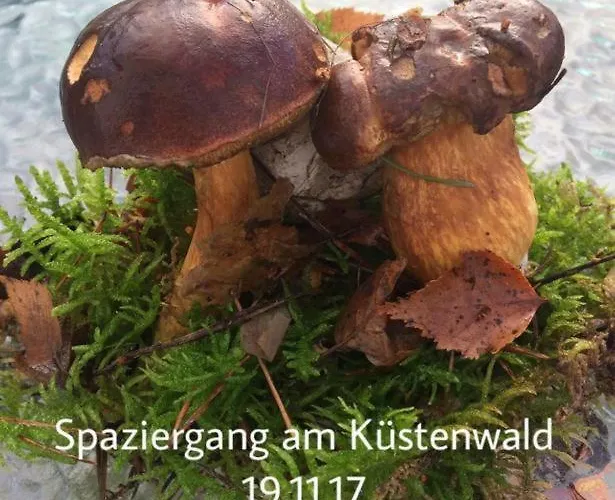 Mit Terrasse - Insel Usedom Prázdninový dům Trassenheide