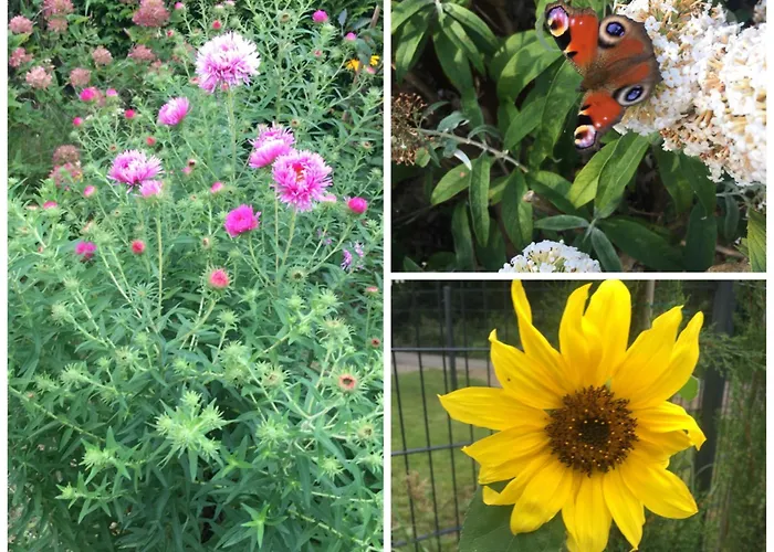 Prázdninový dům Mit Terrasse - Insel Usedom Trassenheide